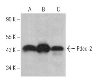 Pdcd-2 Antibody (H-1) - Western Blotting - Image 373991 