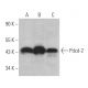 Pdcd-2 Antibody (H-1) - Western Blotting - Image 373991 