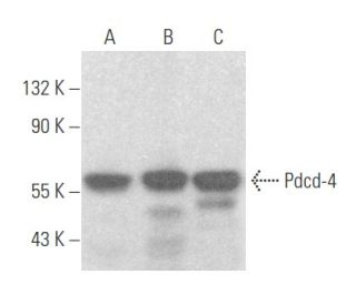 Pdcd-4 Antibody (B-4) - Western Blotting - Image 355705 