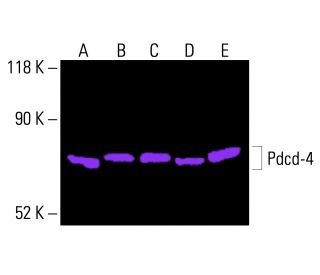 Pdcd-4 Antibody (B-4) - Western Blotting - Image 415836 