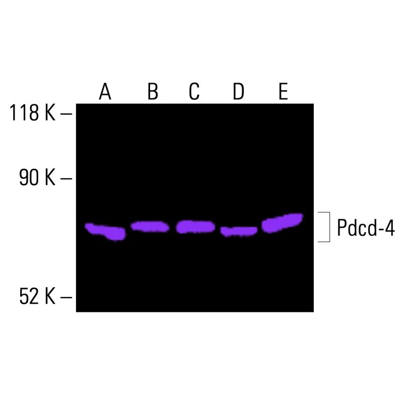 Pdcd-4 Antibody (B-4) | SCBT - Santa Cruz Biotechnology