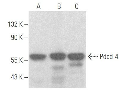 Pdcd-4 항체 (C-16) | SCBT - Santa Cruz Biotechnology