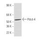 Pdcd-4 Antibody (k4C1) - Western Blotting - Image 47901 