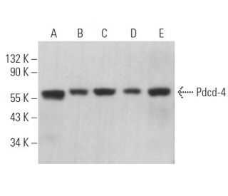 Pdcd-4 Antibody (B-4) - Western Blotting - Image 362907