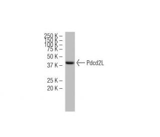 Pdcd2L Antibody (K-13) - Western Blotting - Image 34610 