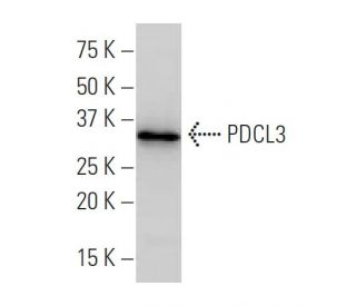 PDCL3 Antibody (J-16) - Western Blotting - Image 34180