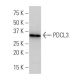PDCL3 Antibody (J-16) - Western Blotting - Image 34180