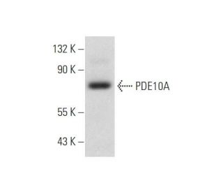 PDE10A Antibody (G-7) - Western Blotting - Image 333729