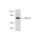 PDE10A Antibody (G-7) - Western Blotting - Image 333729
