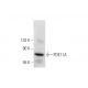 PDE11A Antibody (B-7) - Western Blotting - Image 143412