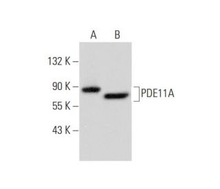 PDE11A Antibody (B-7) - Western Blotting - Image 295629 