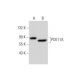 PDE11A Antibody (B-7) - Western Blotting - Image 295629 