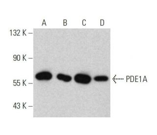 PDE1A Antibody (B-10) - Western Blotting - Image 358650