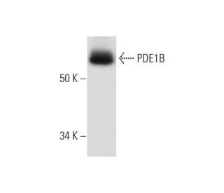 PDE1B Antibody (D-11) - Western Blotting - Image 294787