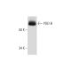 PDE1B Antibody (D-11) - Western Blotting - Image 294787
