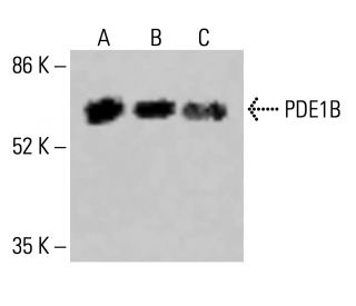 PDE1B Antibody (D-11) - Western Blotting - Image 415241 