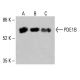 PDE1B Antibody (D-11) - Western Blotting - Image 415241 