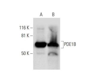 PDE1B Antibody (G-5) - Western Blotting - Image 292089 