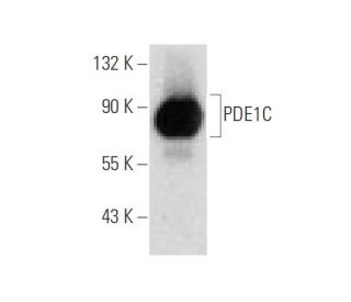 PDE1C Antibody (D-10) - Western Blotting - Image 68339 