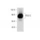 PDE1C Antibody (D-10) - Western Blotting - Image 68339 