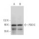 PDE1C Antibody (D-10) - Western Blotting - Image 365733
