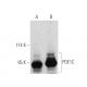 PDE1C Antibody (D-10) - Western Blotting - Image 395158 