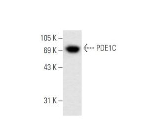PDE1C Antibody (G-3) - Western Blotting - Image 62711 
