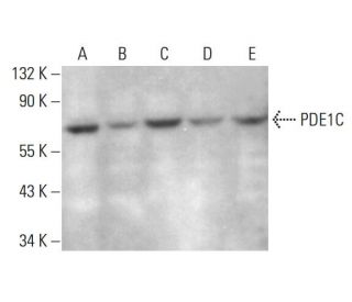 PDE1C Antibody (G-7) - Western Blotting - Image 376188 