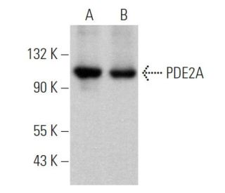 PDE2A Antibody (G-12) - Western Blotting - Image 365177 