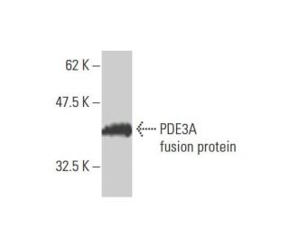 PDE3A Antibody (2D7) - Western Blotting - Image 348561 