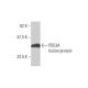 PDE3A Antibody (2D7) - Western Blotting - Image 348561 
