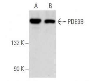 western blotting image from recommended PDE3B (F-9) monoclonal antibody replacement. Image 355819