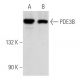 western blotting image from recommended PDE3B (F-9) monoclonal antibody replacement. Image 355819