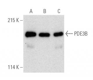 PDE3B Antibody (F-9) - Western Blotting - Image 390999