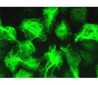 PDE4A Antibody (H-7) - Immunofluorescence - Image 372718 