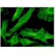 PDE4C Antibody (4E5) - Immunofluorescence - Image 351747 