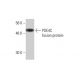 PDE4C Antibody (4E5) - Western Blotting - Image 348562
