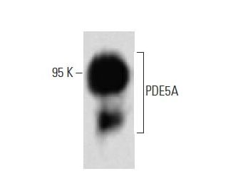 PDE5A Antibody (54) - Western Blotting - Image 60403