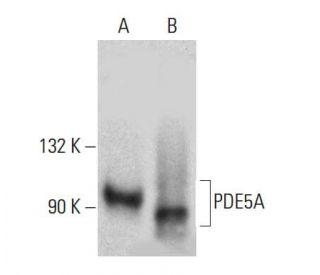western blotting image from recommended PDE5A (D-3) monoclonal antibody replacement. Image 388033