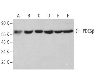 PDE6&beta; Antibody (B-8) - Western Blotting - Image 382789 