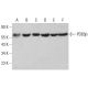 PDE6β Antibody (B-8) - Western Blotting - Image 382789 