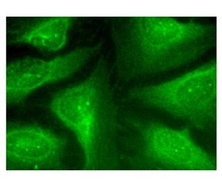 PDE6D Antibody (A-8) - Immunofluorescence - Image 159677 