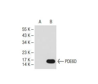 PDE6D Antibody (C-8) - Western Blotting - Image 109544