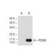 PDE6D Antibody (C-8) - Western Blotting - Image 109544