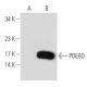 PDE6D Antibody (E-7) - Western Blotting - Image 109542 
