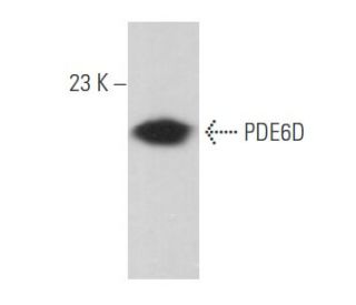 PDE6D Antibody (E-7) - Western Blotting - Image 356646 