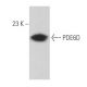 PDE6D Antibody (E-7) - Western Blotting - Image 356646 