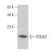 PDE6D Antibody (E-7) - Western Blotting - Image 363078