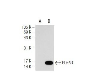 PDE6D Antibody (E-8) - Western Blotting - Image 109167 