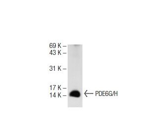 PDE6G/H Antibody (A-2) - Western Blotting - Image 72811 